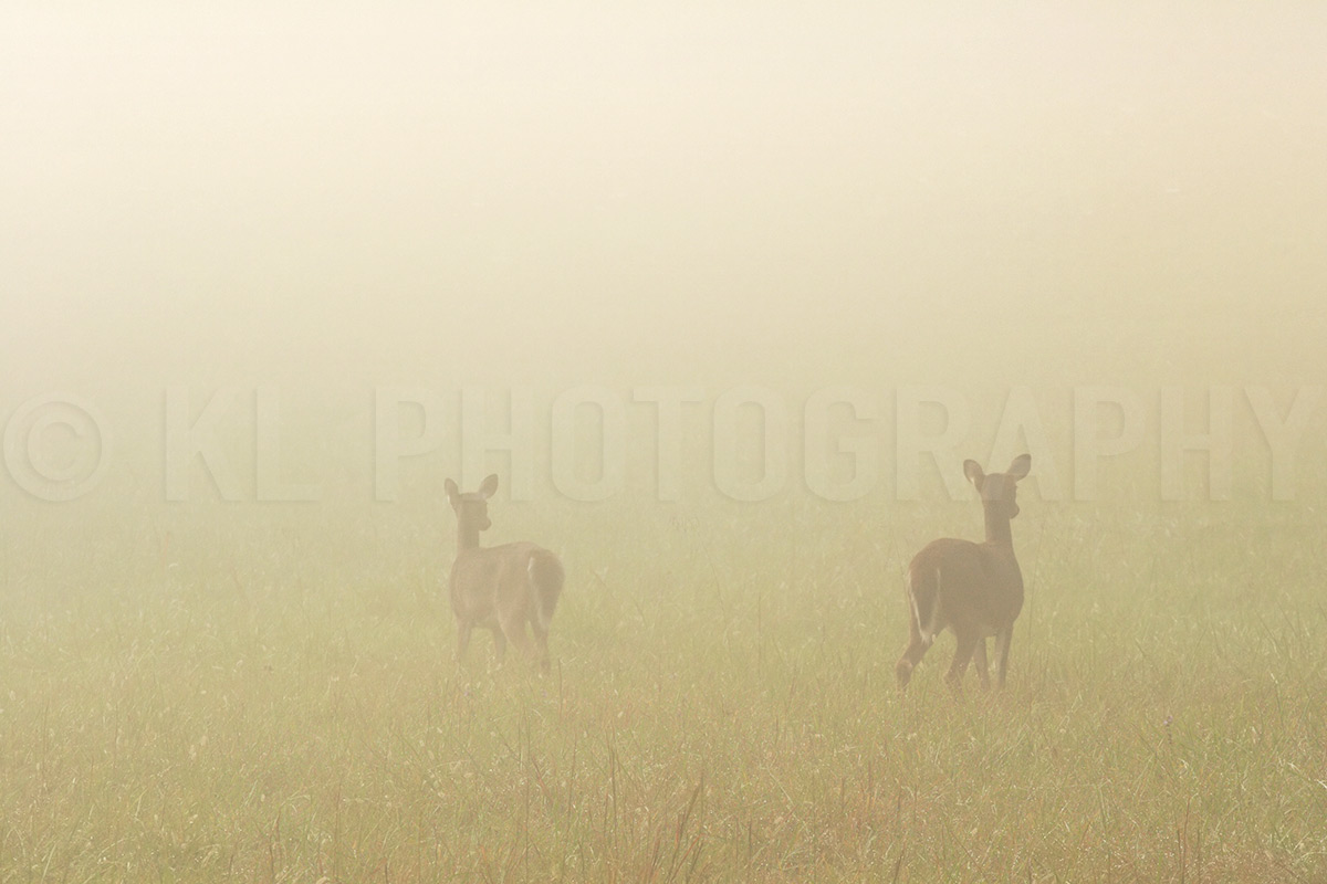 Deer in Foggy Meadow