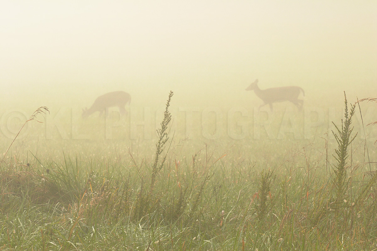 Deer in Foggy Field