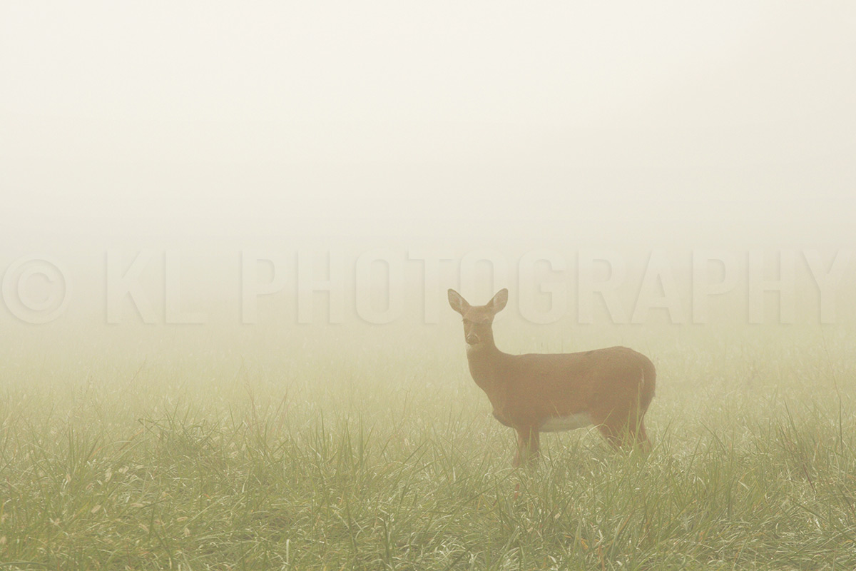 Doe in the Fog