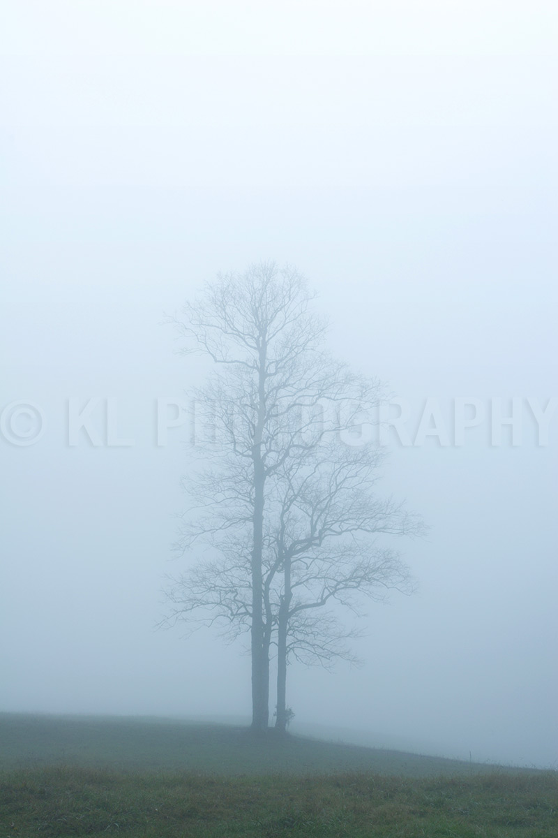 Tall Tree in Fog