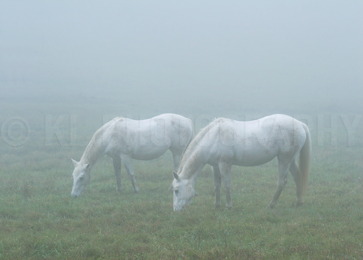 Horses in Fog