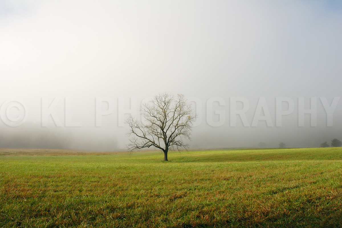 Lone Tree in Foggy Field