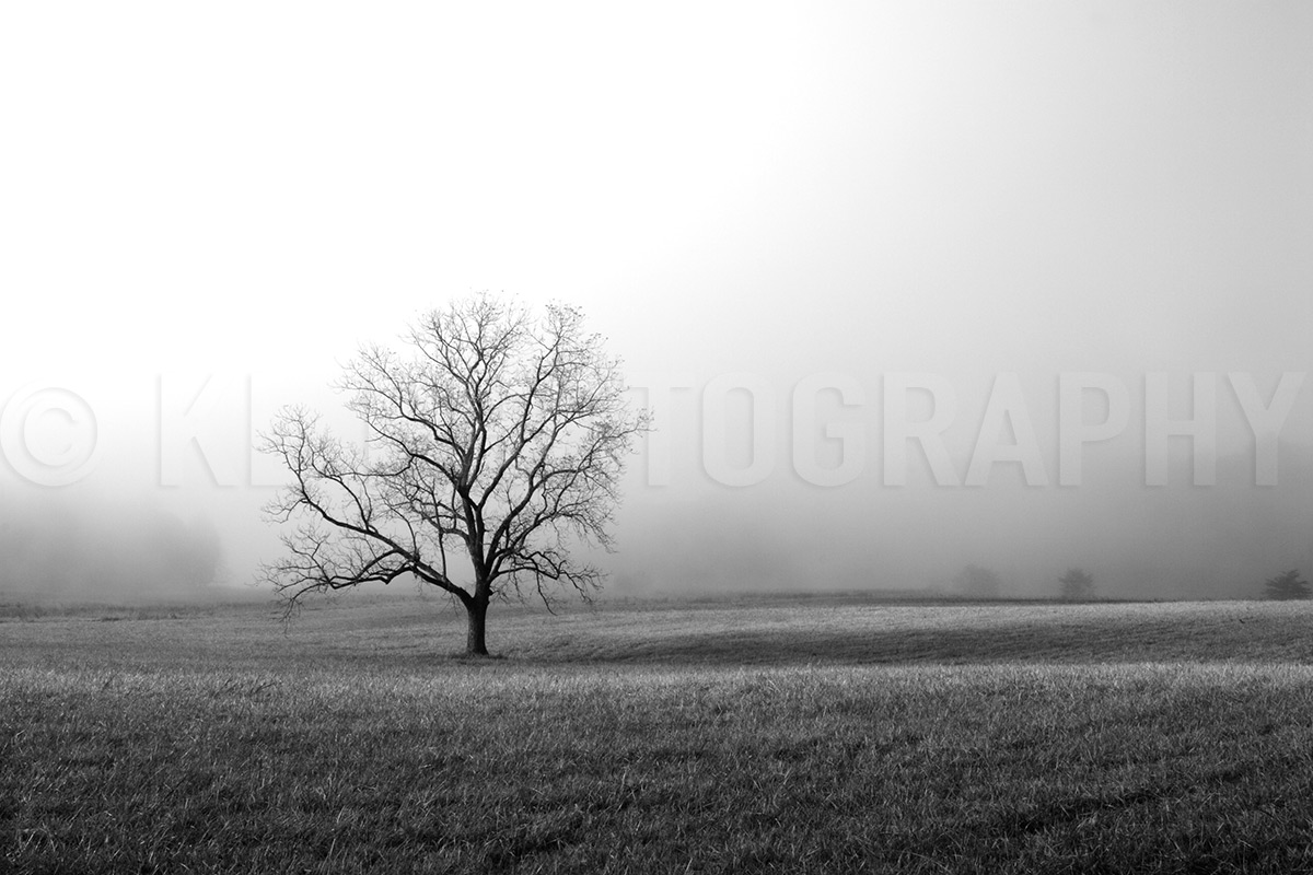 Lone Tree, Black and White