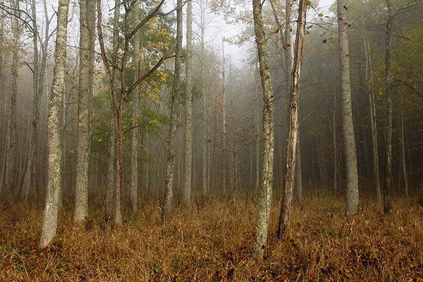 Foggy Forest