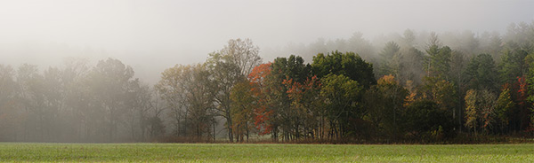 Hazy Treeline