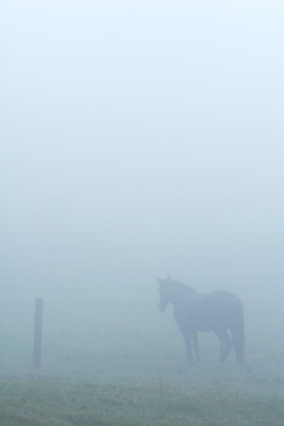 Horse and Fence
