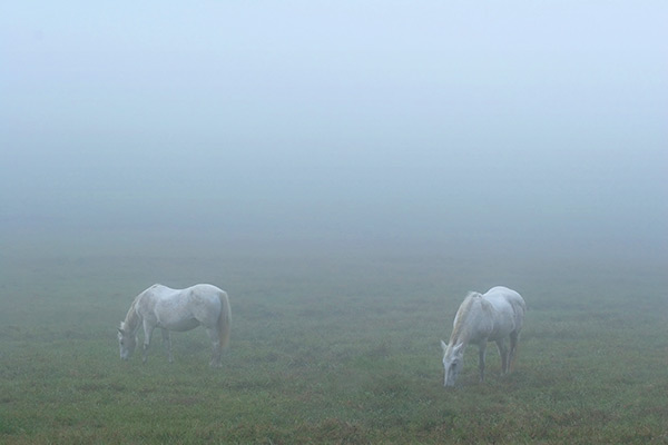 Grazing Horses