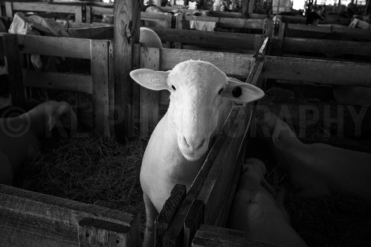 White Sheep