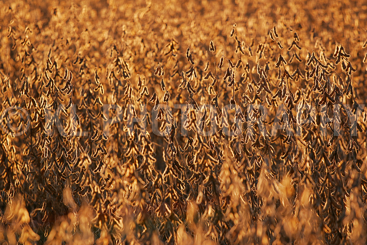 Soybeans
