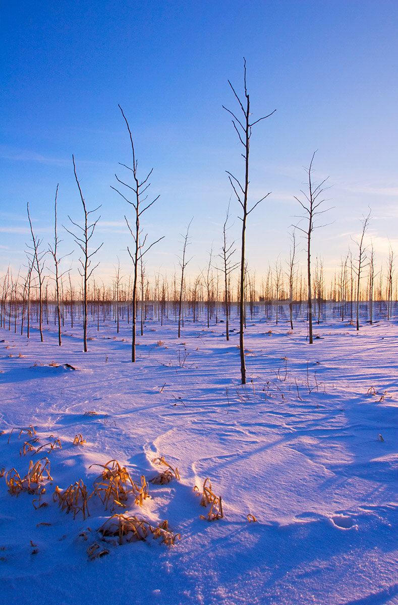 Tree Farm Sunset
