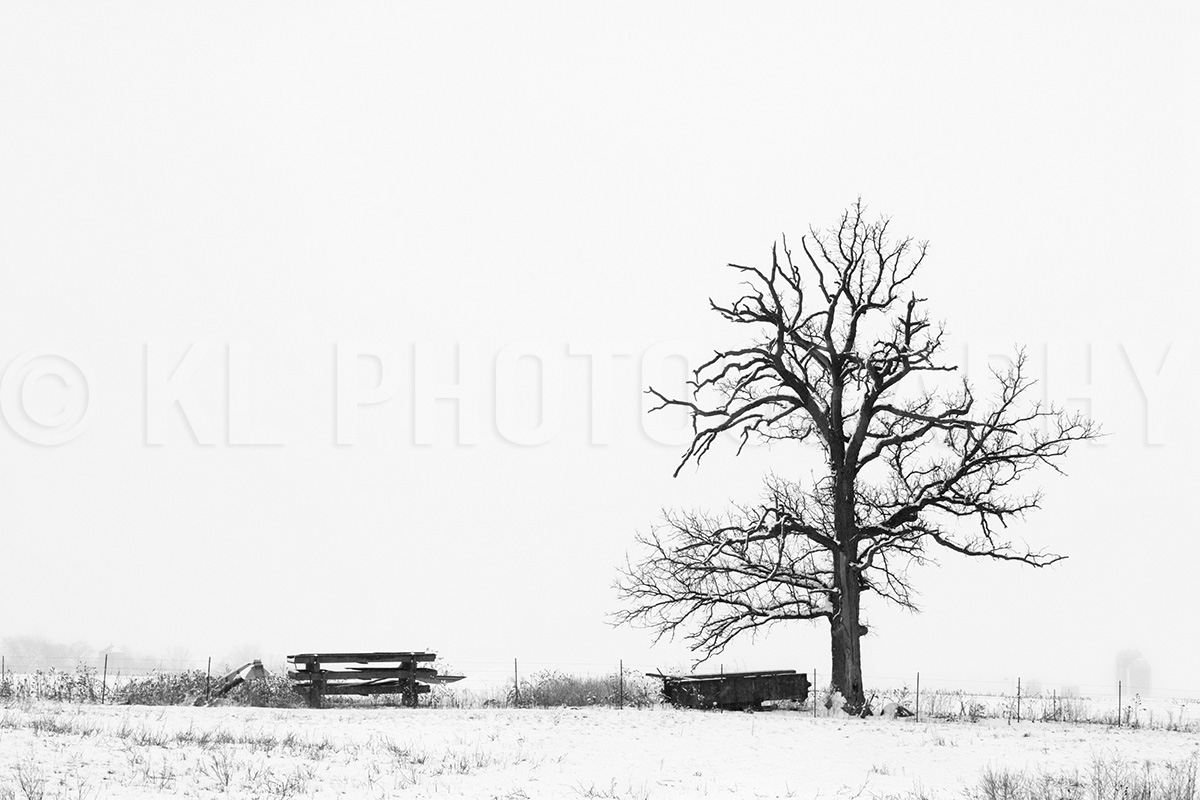 Wintry Tree