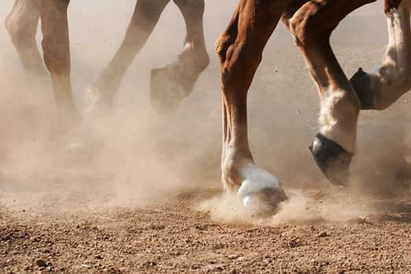 Horse Hooves
