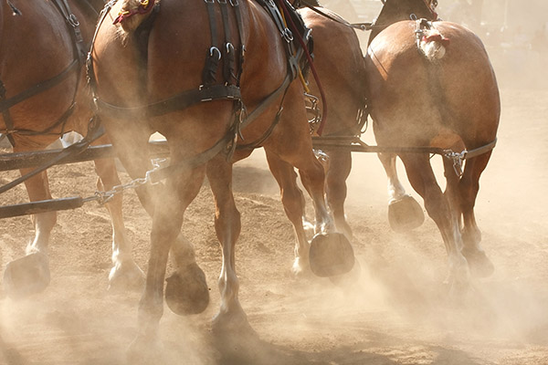 Galloping Horses