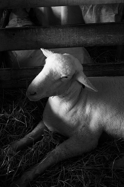 Sheep and Shadows