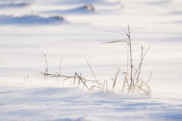 Winter Wind