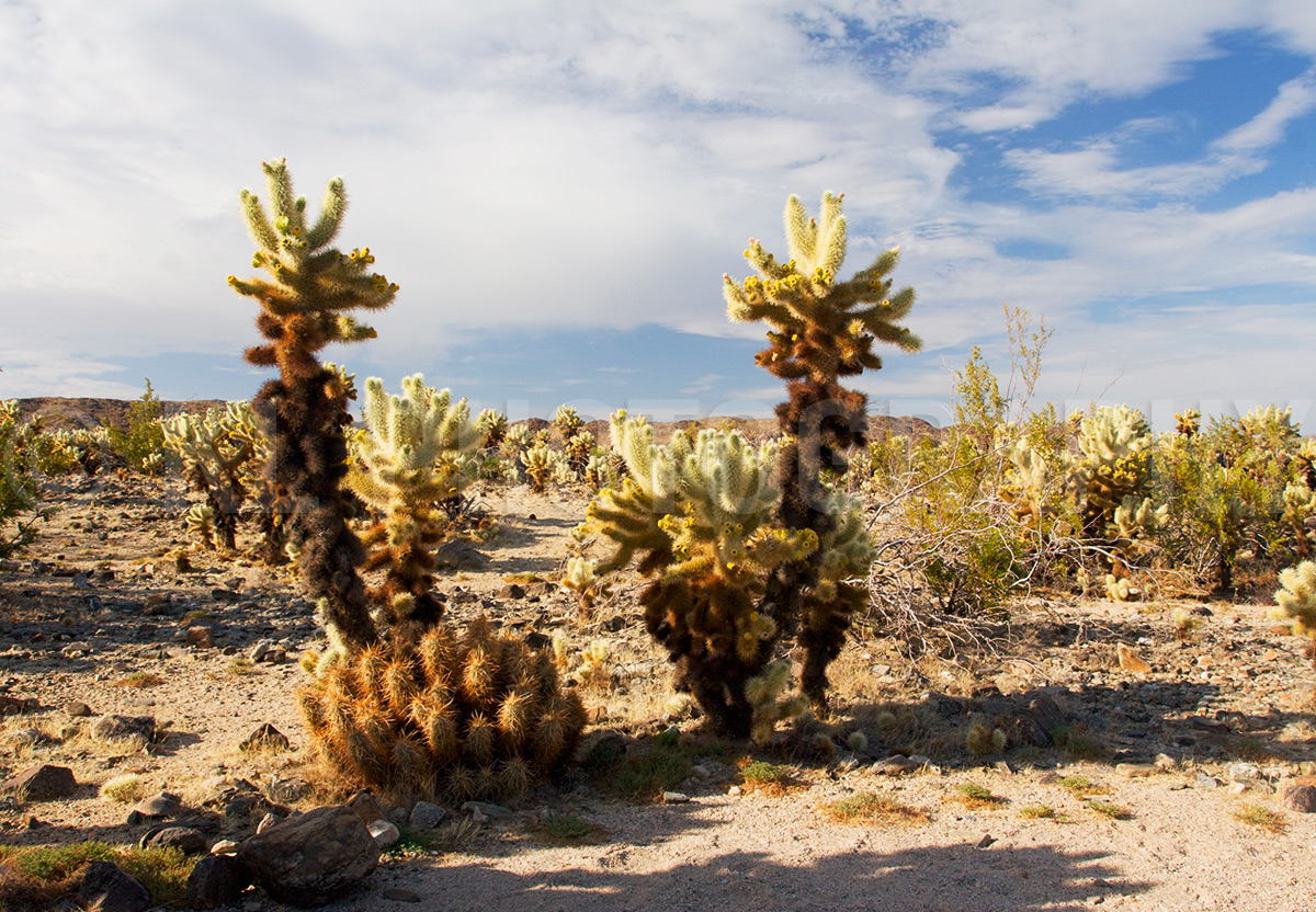 Cholla and Sunny Sky
