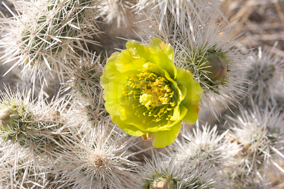Cholla Cactus Flower