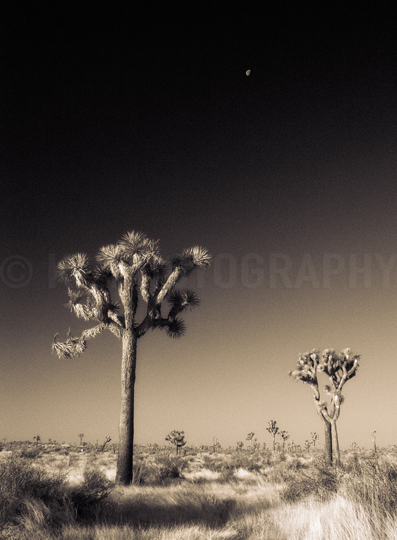 Joshua Trees in Sepia