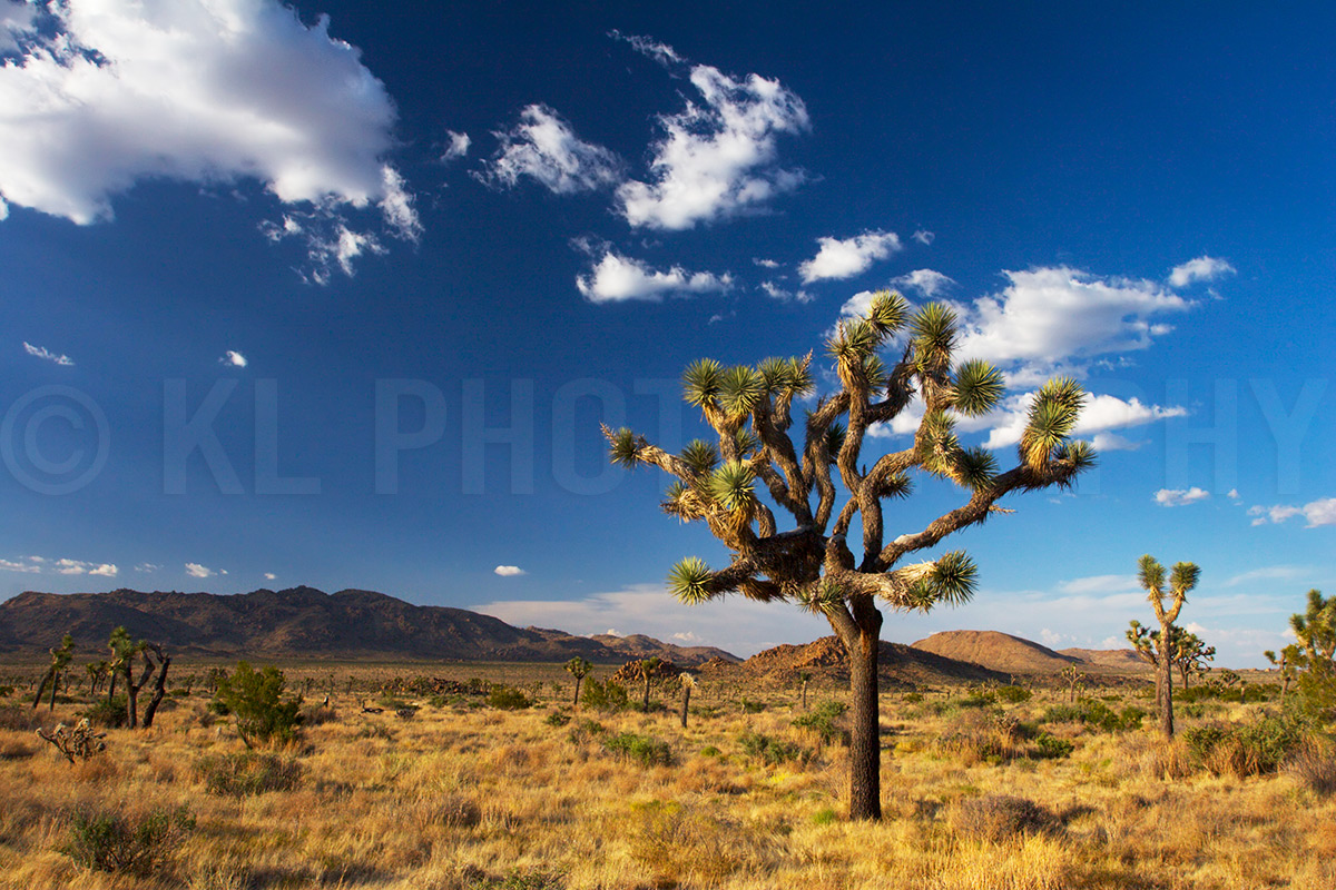 Sunny Afternoon in Joshua Tree