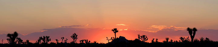 Joshua Sunrise Silhouette Panorama