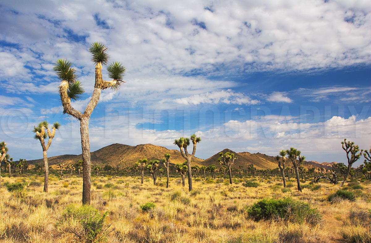 Joshua Trees and Mountains