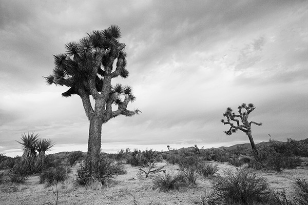 Trees against Clouds, Black and White