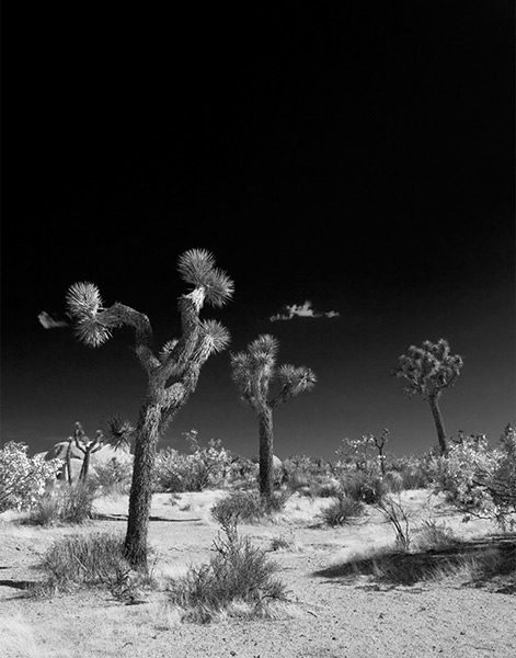 Gnarly Trees