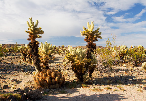 Cholla and Sunny Sky