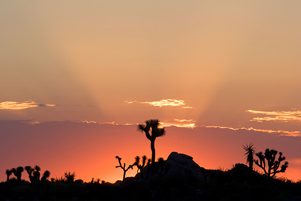 Sunbeams and Silhouettes