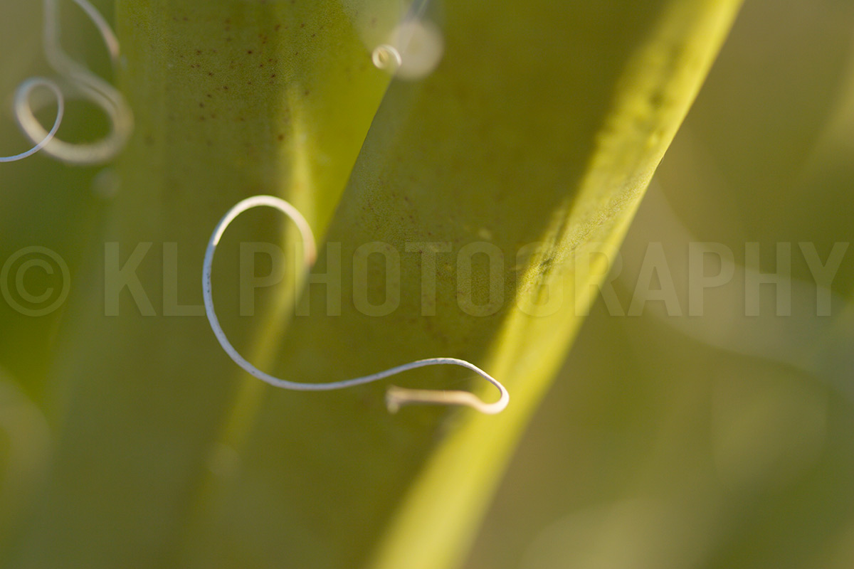 Yucca Macro