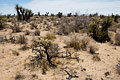 Dry Desert