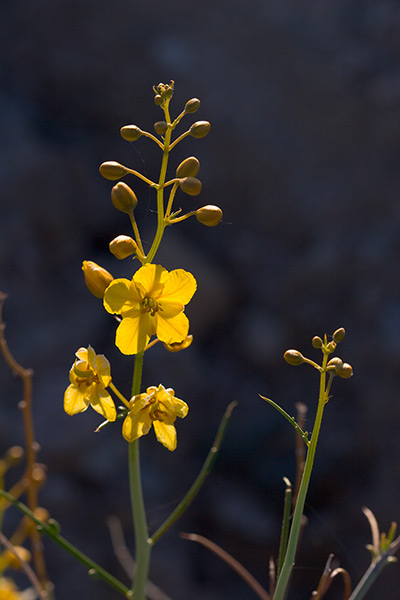 Wildflower