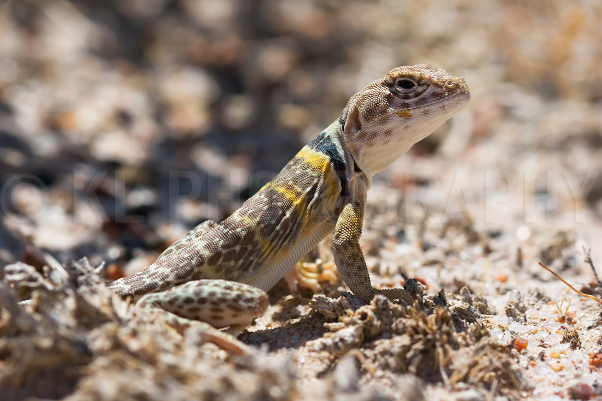 Collared Lizard