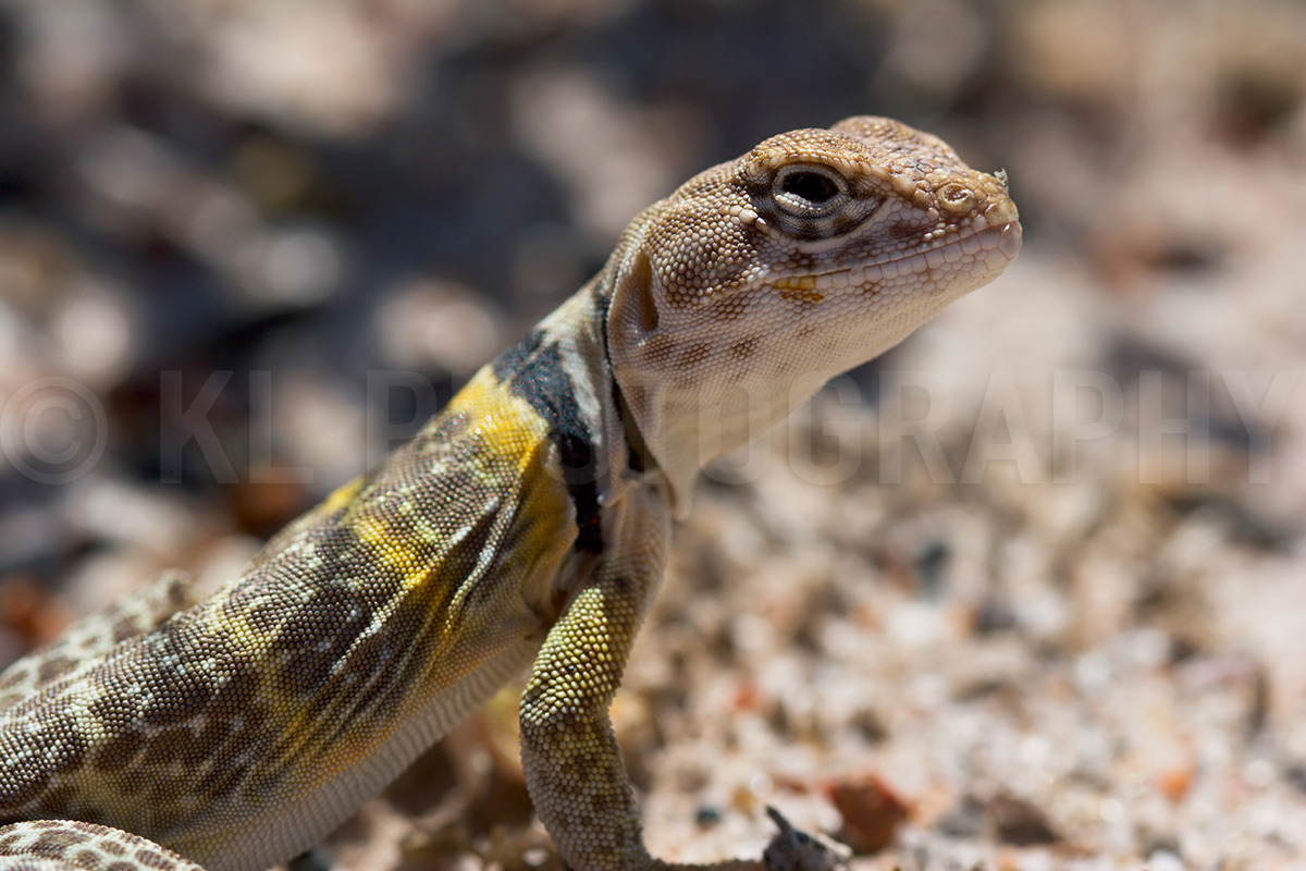 Collared Lizard Close-up