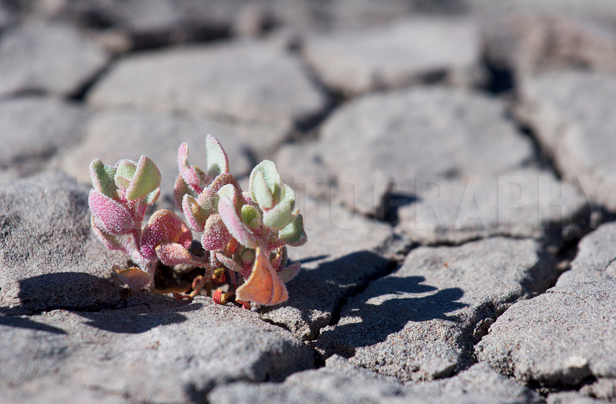 Plants in Parched Earth