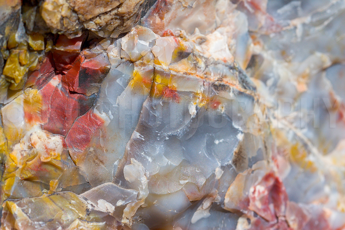 Petrified Wood Macro