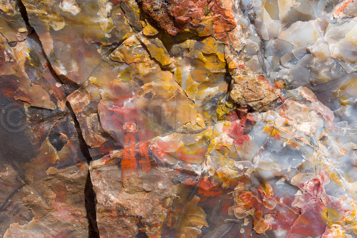 Petrified Wood Macro III