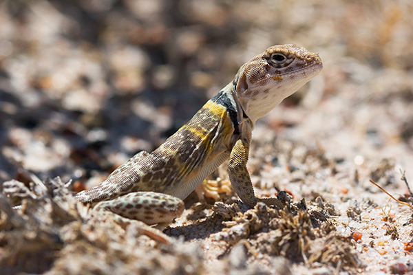 Collared Lizard