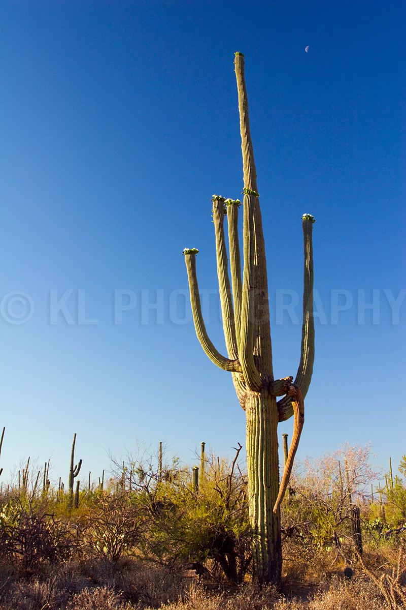 Saguaro and Blue Sky