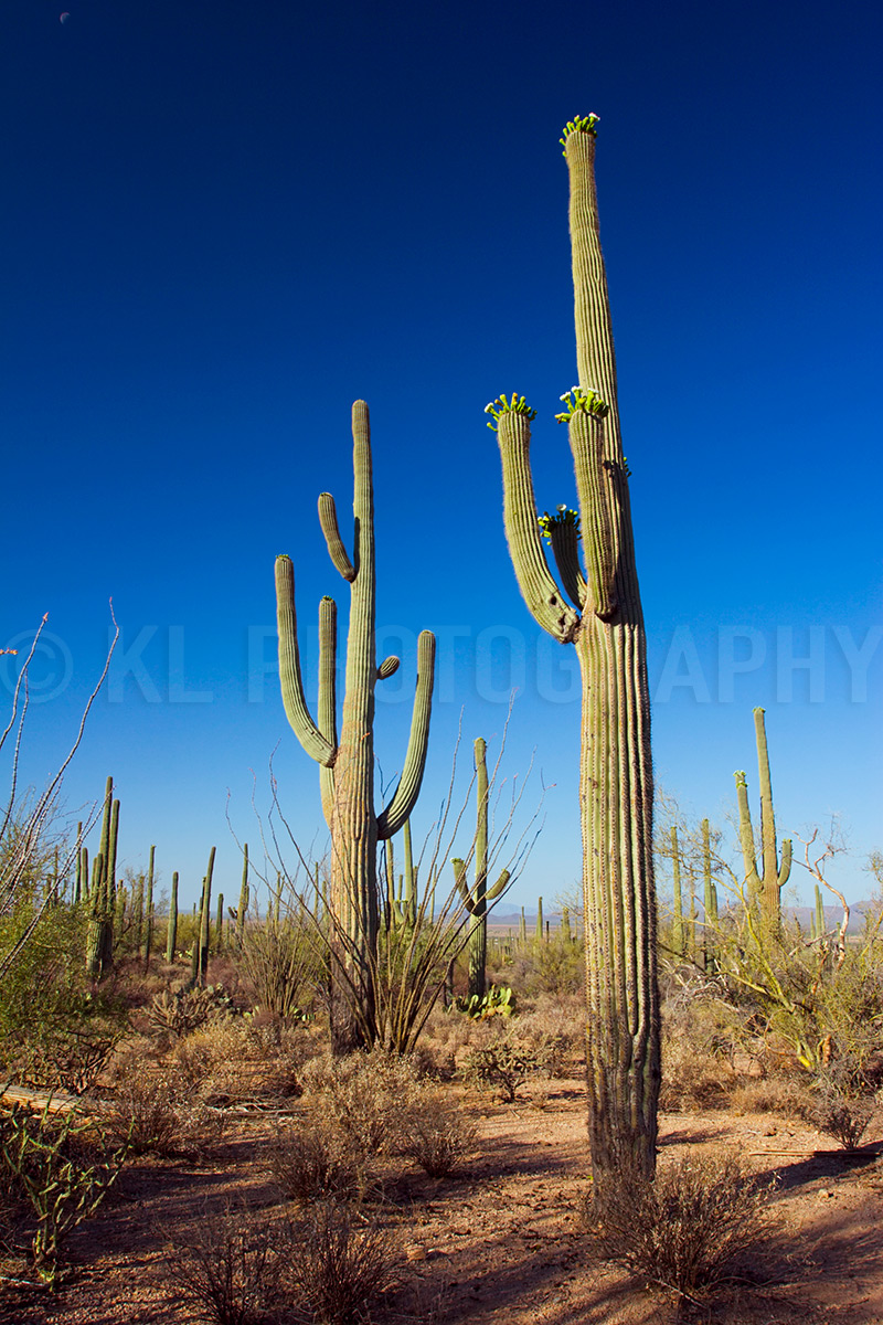 Sunny Afternoon Saguaros