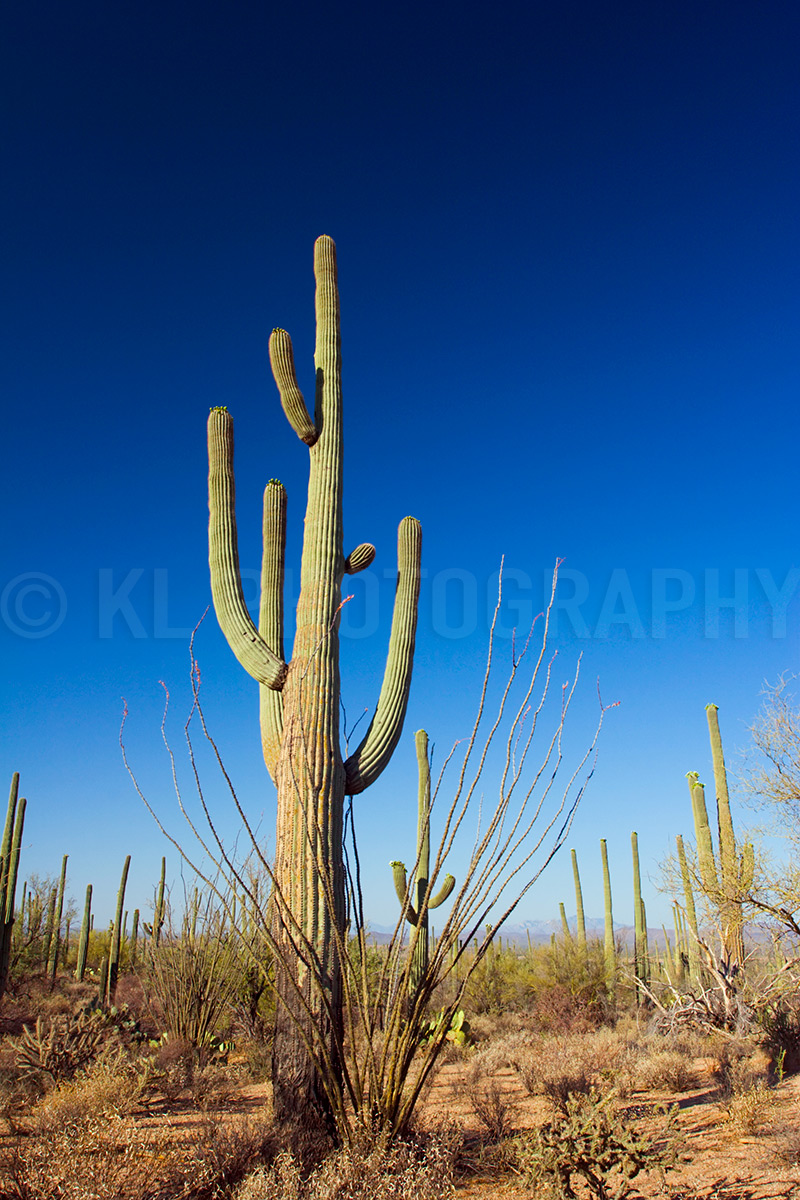 Branched Saguaro