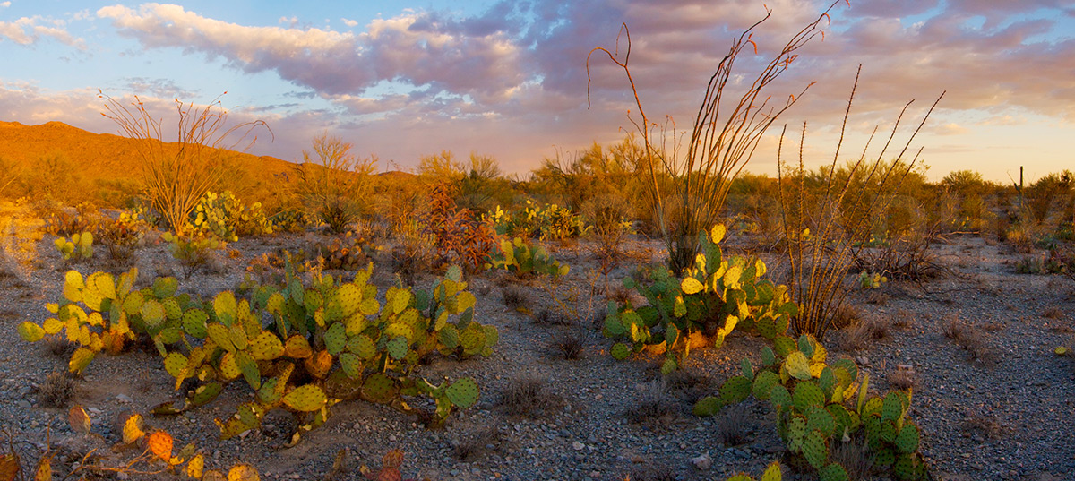 Sonoran Desert Sunset Panorama