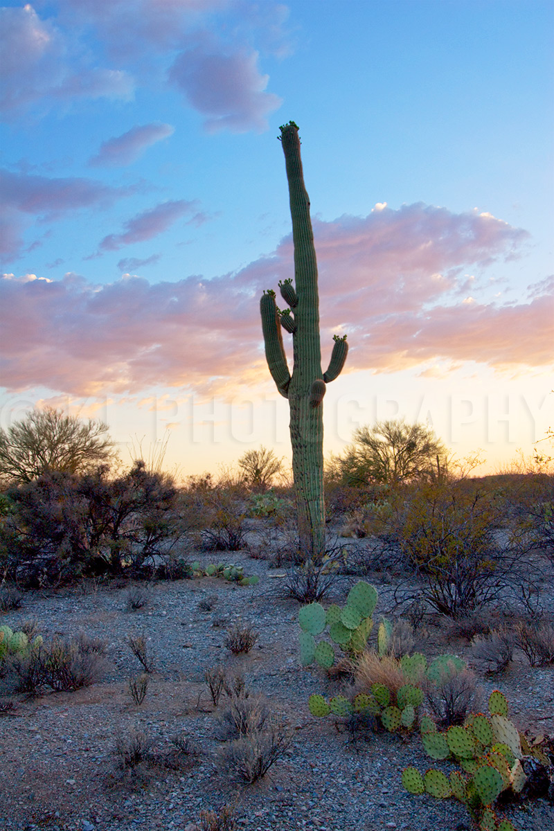 Pastel Sonoran Desert Sunset
