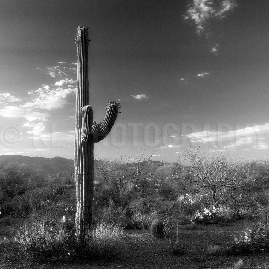 Lone Sunset Saguaro