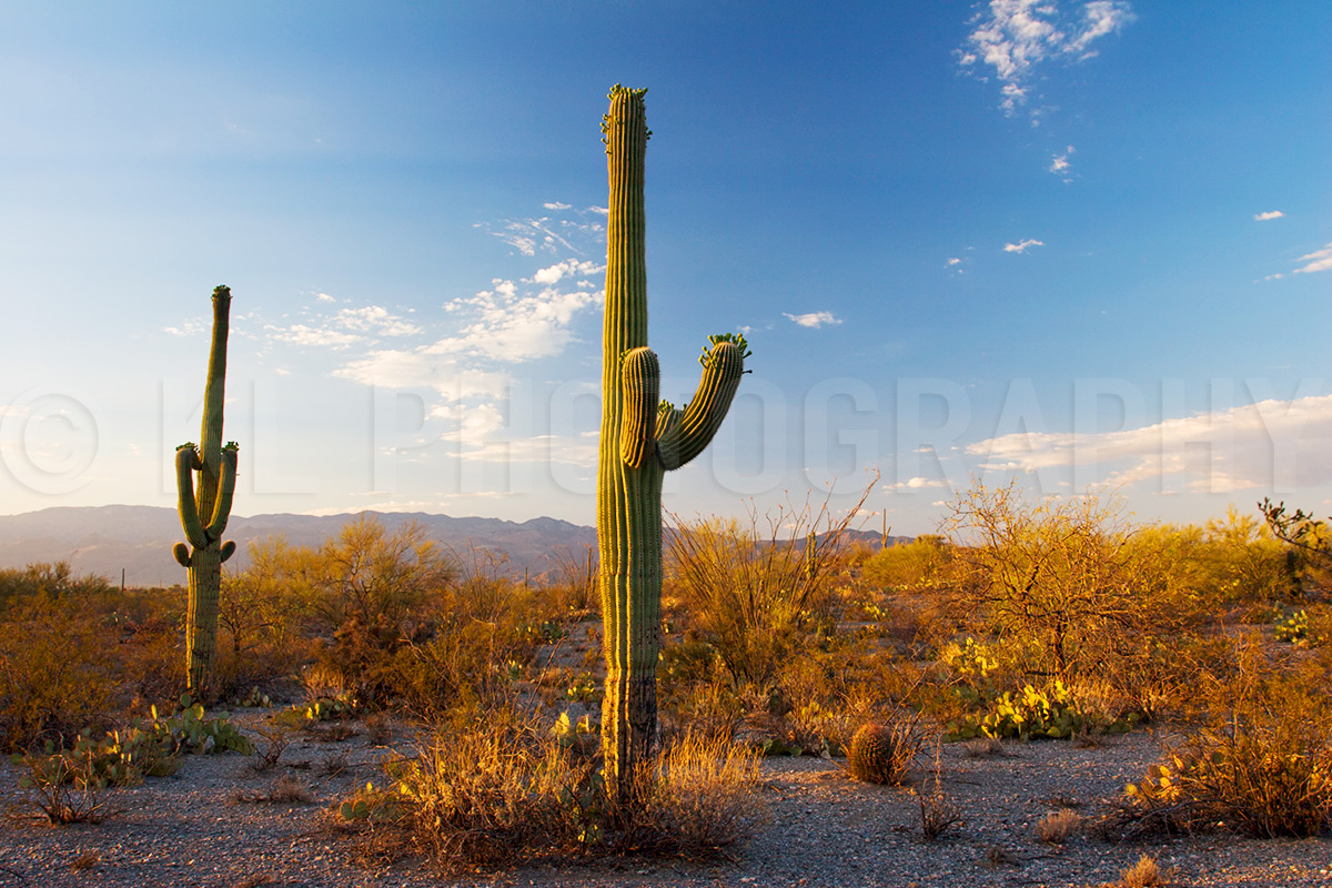 Saguaro Cactus Sunset