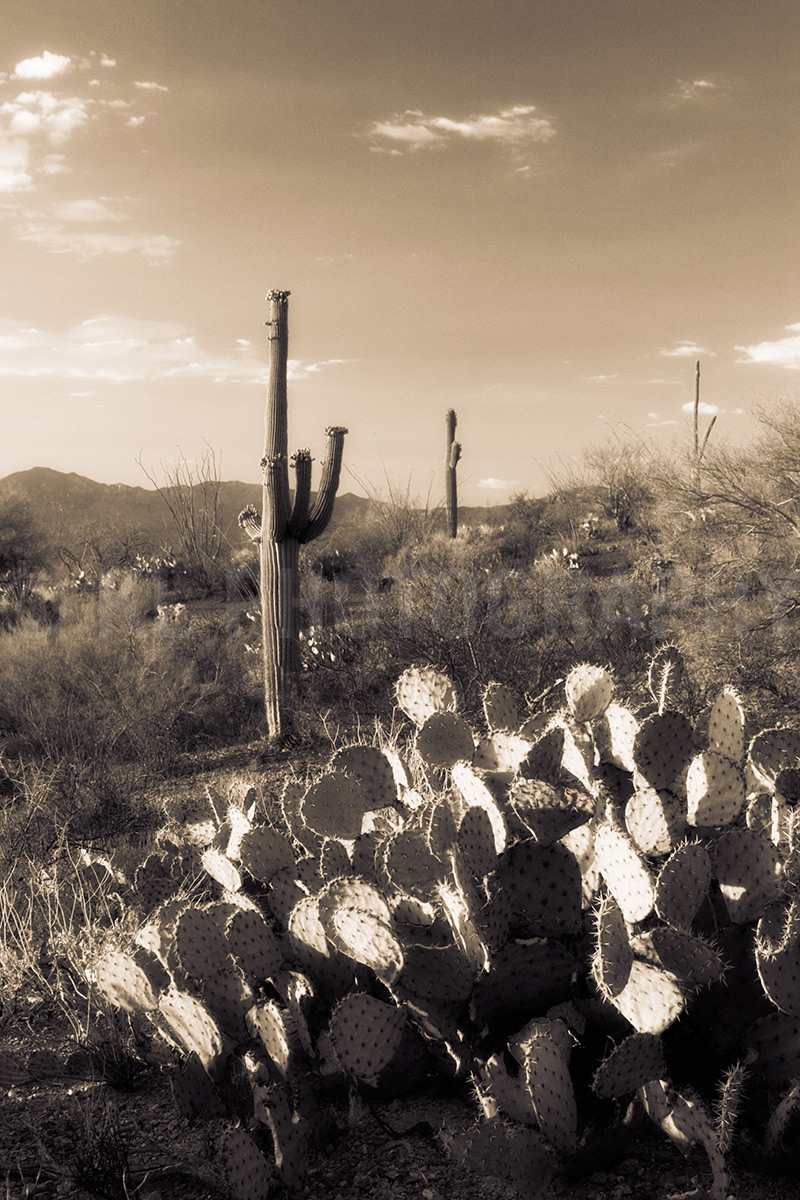 Saguaros and Prickly-pear, Sepia
