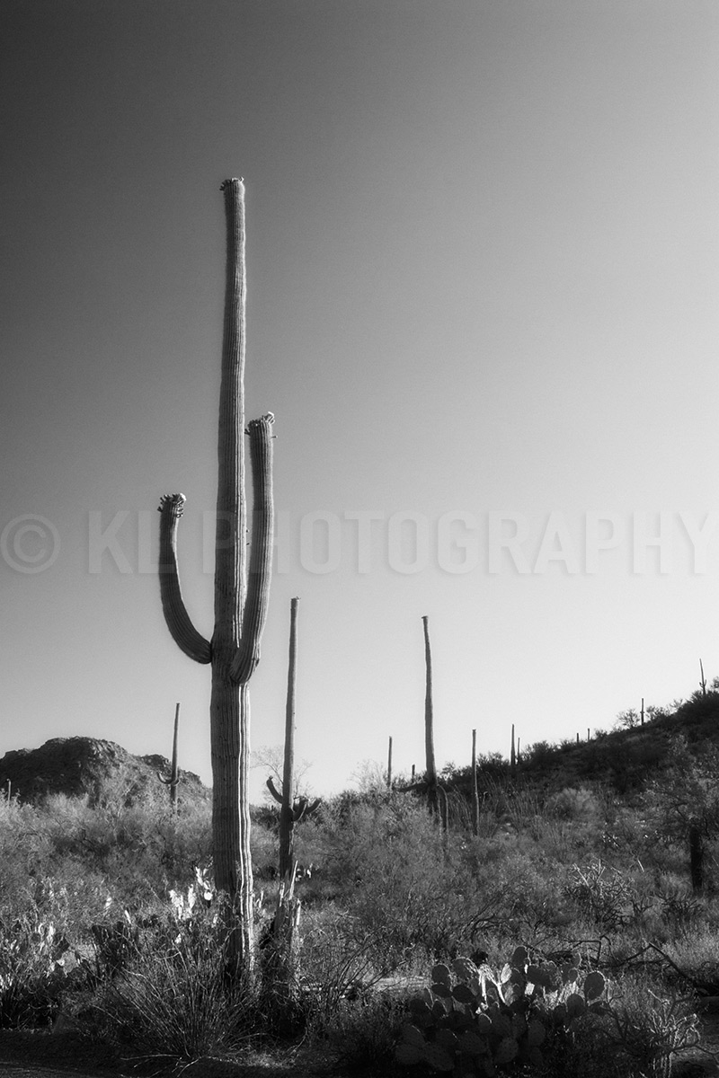 Tall Saguaros