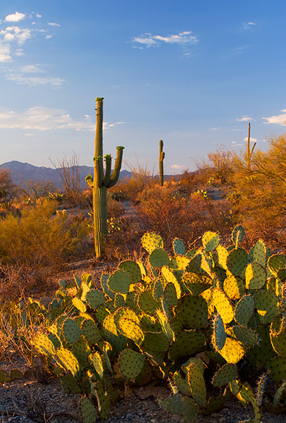 Saguaros and Prickly-pears