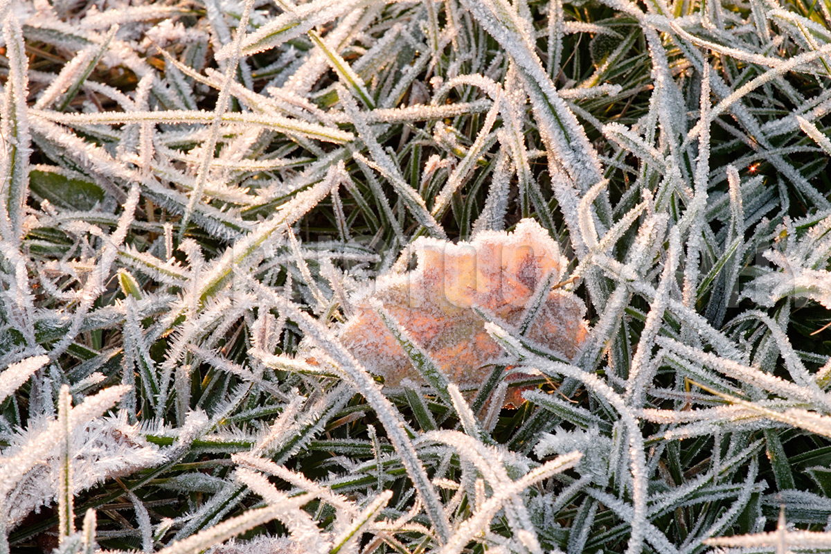 Frosty Leaf
