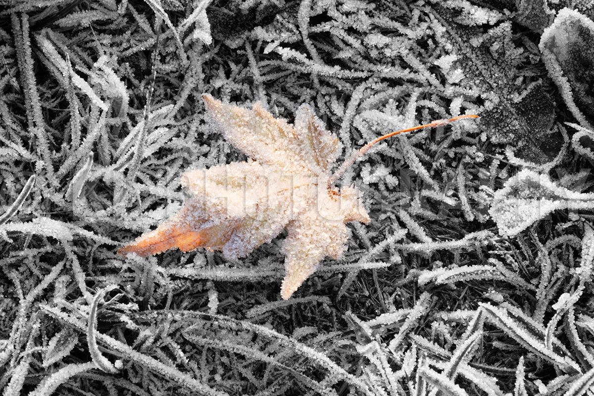 Frosty Maple Leaf